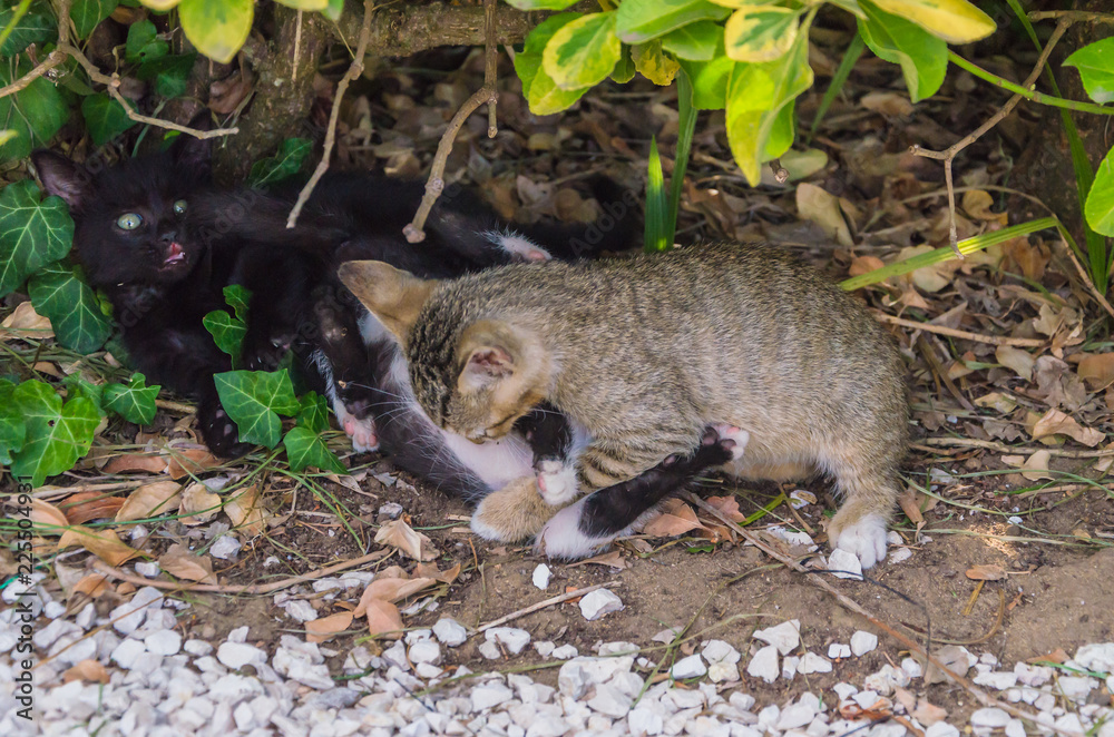 Naklejka premium Beautiful kittens playing together and each with himself