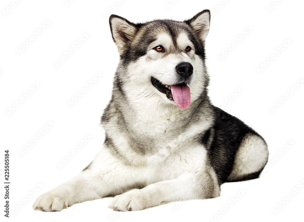 dog Alaskan malamute