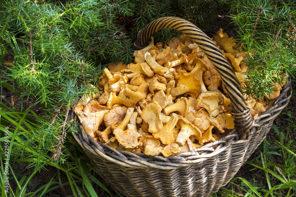 Wicker basket with wild mushrooms chanterelles Wicker basket with wild mushrooms chanterelles