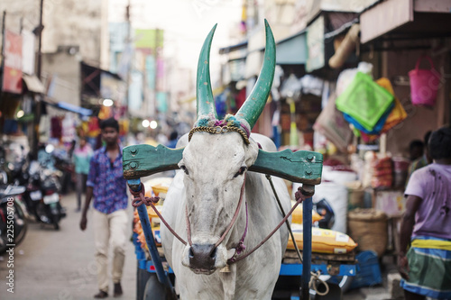 Udaipur, Rajasthan, India, January 31, 2018: Indian cow working on public street market © marbenzu