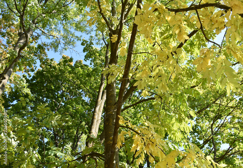 Fototapeta premium Yellow foliage in the trees in autumn.