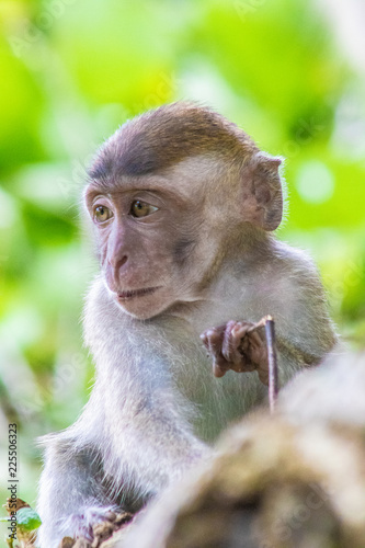 macaque monkey