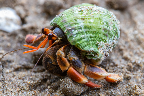 Fototapeta hermit crab