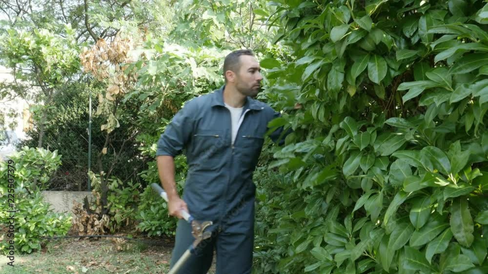 handsome young man gardener trimming hedgerow in a garden park outdoor handsome young man gardener trimming hedgerow in a garden park outdoor