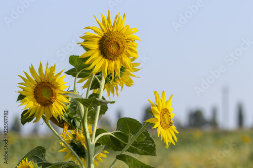 Fototapeta Naklejka Na Ścianę i Meble -  Beautiful large decorative sunflower with big Yellow and red petals