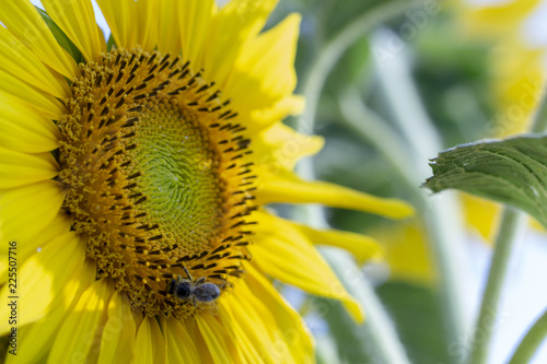 Fototapeta Naklejka Na Ścianę i Meble -  Beautiful large decorative sunflower with big Yellow and red petals