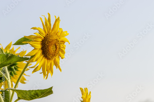 Fototapeta Naklejka Na Ścianę i Meble -  Beautiful large decorative sunflower with big Yellow and red petals