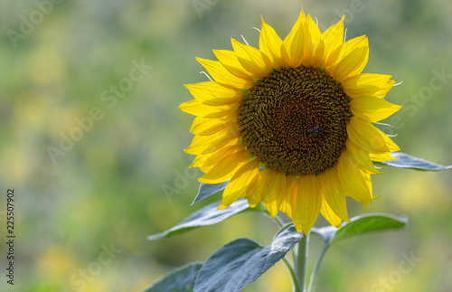 Beautiful large decorative sunflower with big Yellow and red petals