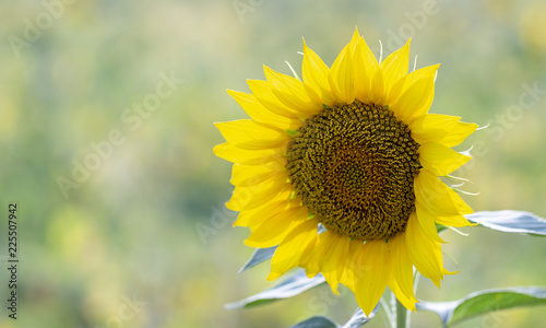 Fototapeta Naklejka Na Ścianę i Meble -  Beautiful large decorative sunflower with big Yellow and red petals