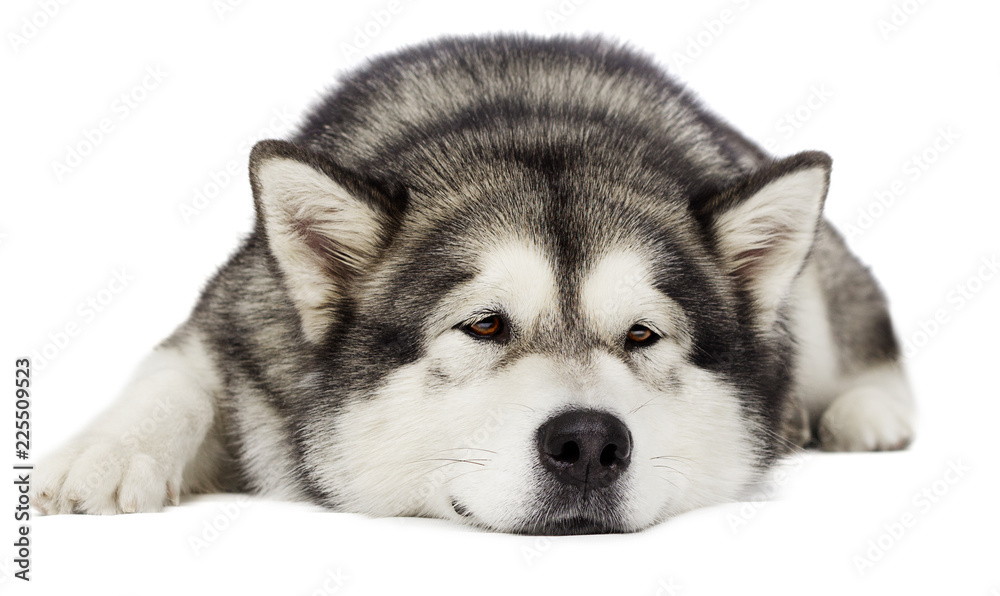 dog Alaskan malamute