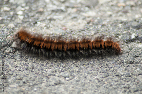 closeup of brown chenille walking on the road © pixarno
