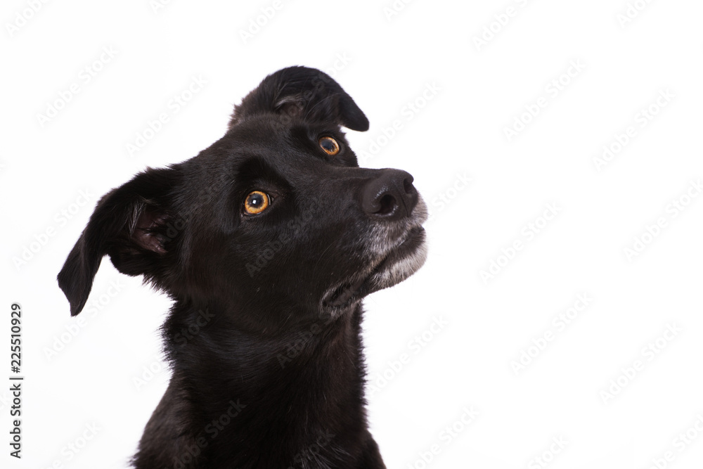 Schwarzer Mischlingshund sieht nach oben