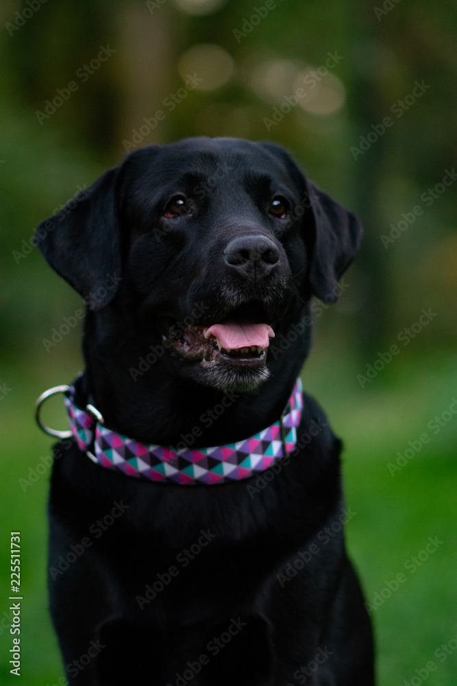 black labrador retriever