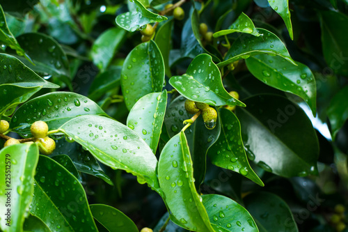 dew on a leaf the morning 