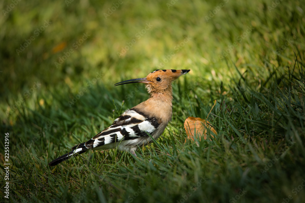 Hoopoes