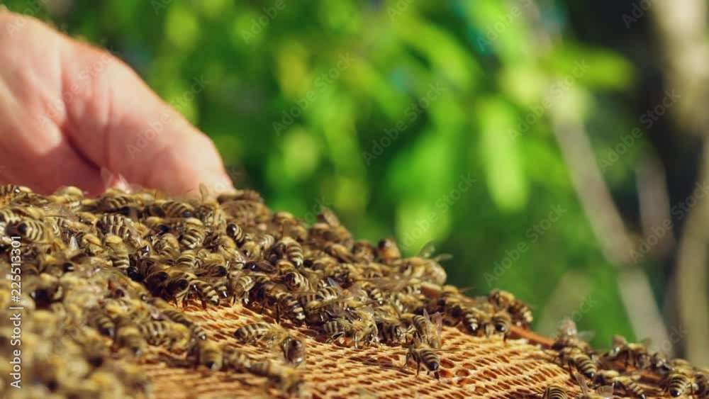 Close up view of the working bees on honey cells. Working bees on honeycomb. Slow motion Close up view of the working bees on honey cells. Working bees on honeycomb. Slow motion