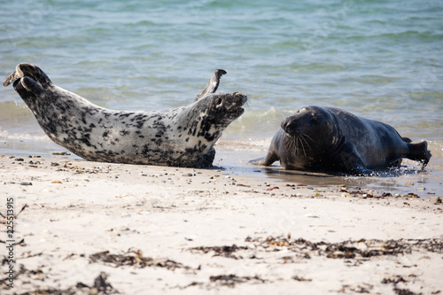Conflict between male and female grey seals