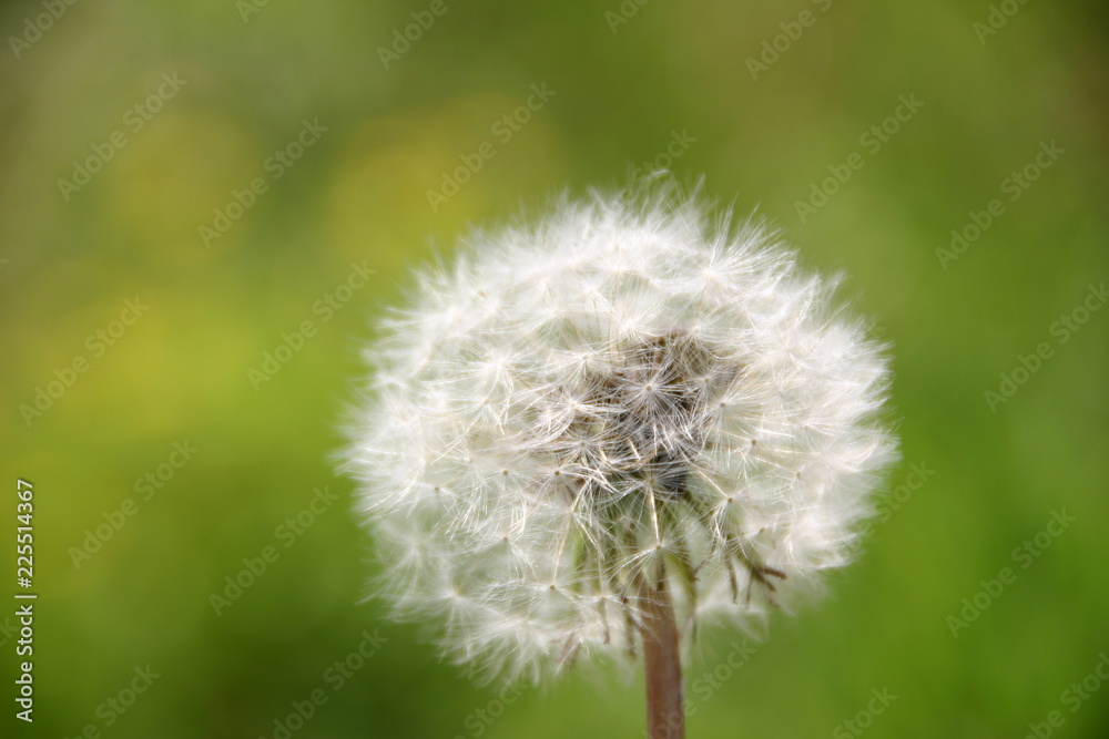 Naklejka premium タンポポ
