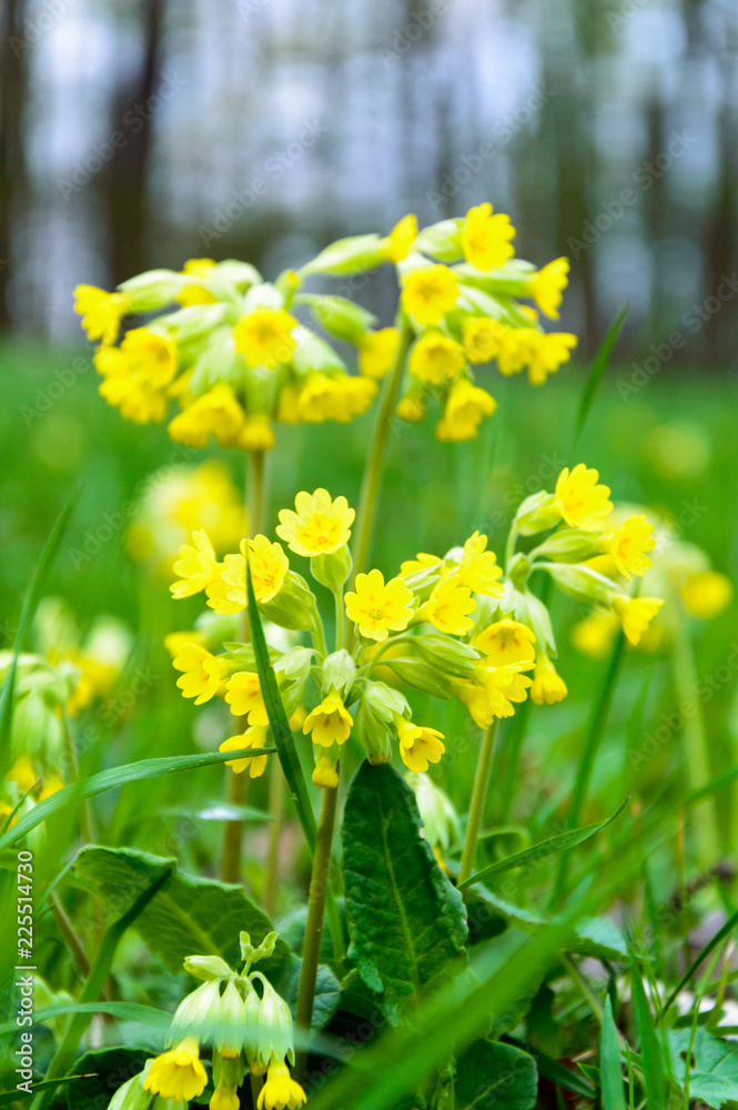 Obraz premium Cowslip Primrose Primula veris Primula officinalis
