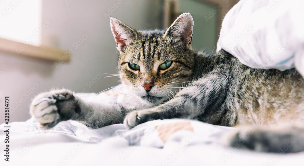 Portrait of tabby cat relaxing on bed
