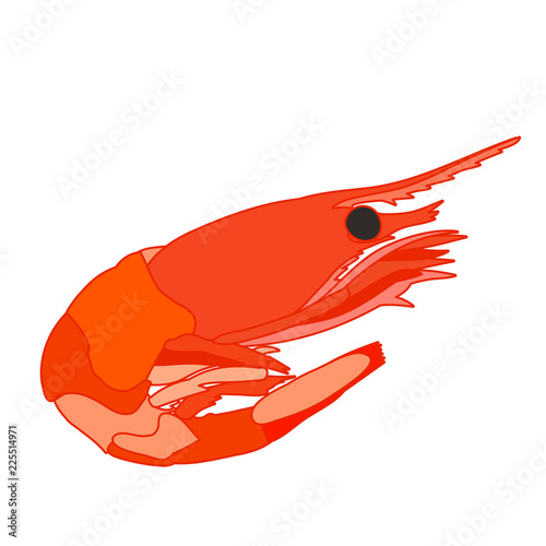  prawn boiled, food
