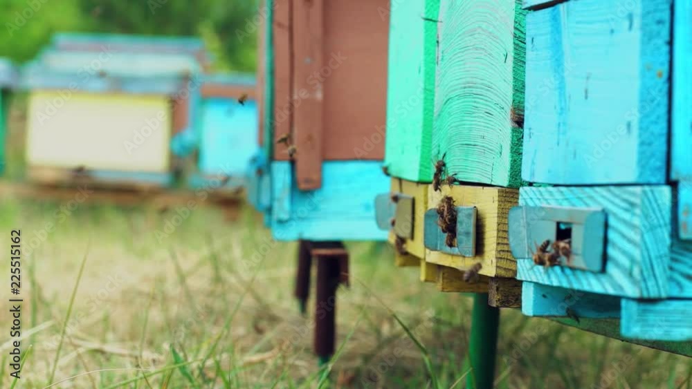 Hives in an apiary. Honey bees swarming and flying around their beehive. Bees bring honey. Slow motion Hives in an apiary. Honey bees swarming and flying around their beehive. Bees bring honey. Slow motion