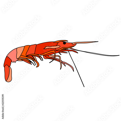 vector, on white background, prawn boiled, food