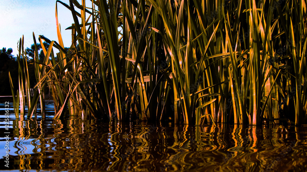 Obraz premium reflection of palm trees in the water
