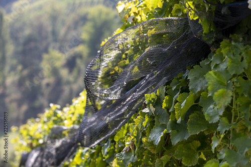 protective net in vineyard in southern styria, austria photo