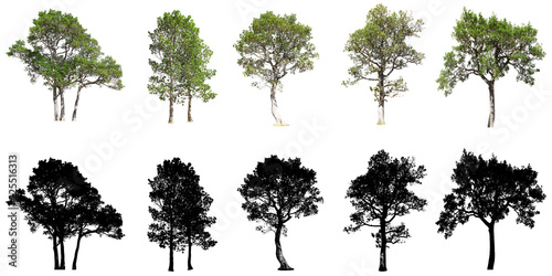 Collection of tree isolated on white background
