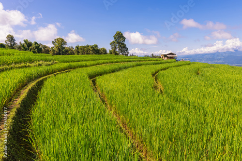 Small house and rice terraces field at pabongpaing village rice terraces Mae-Jam Chiang mai, Thailand photo