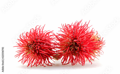 Castor oil plant flowers on white background.