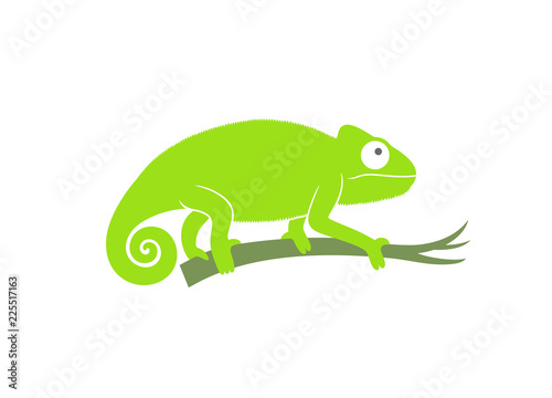 Green chameleon. Abstract chameleon on white background