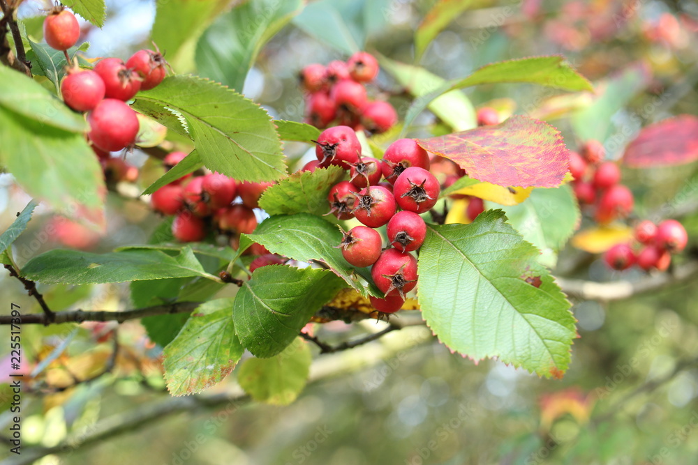 red berries on branch red berries on branch