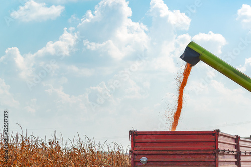 Combine harvester unloader pouring corn grains into tractor carg photo