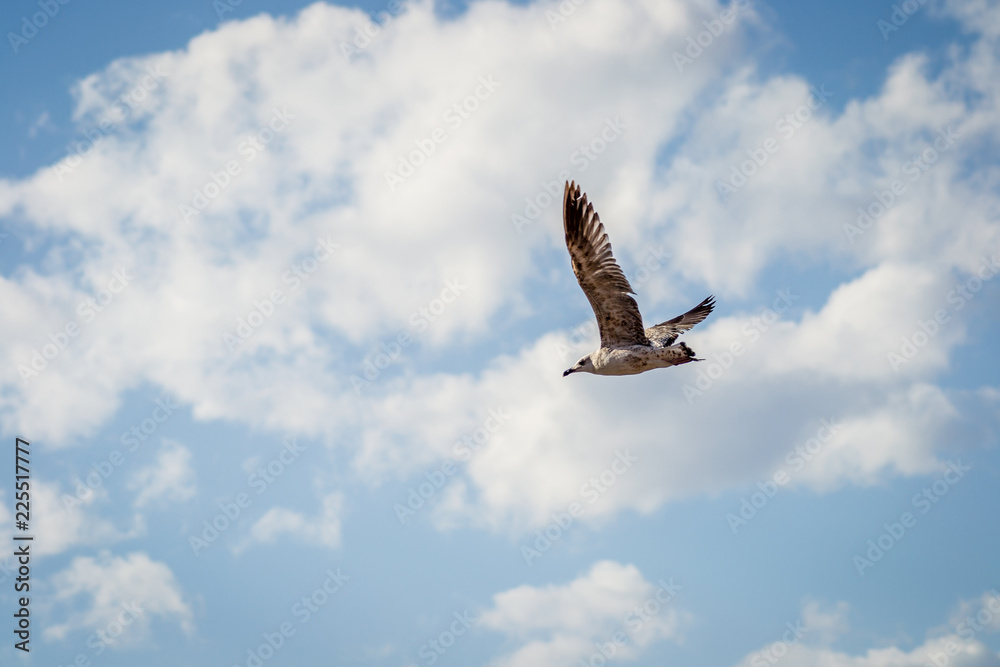Fototapeta premium Birds over the city