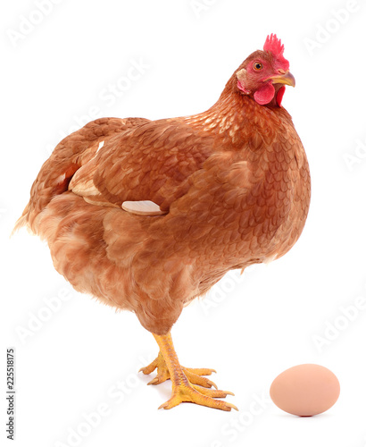 Brown hen and egg isolated.