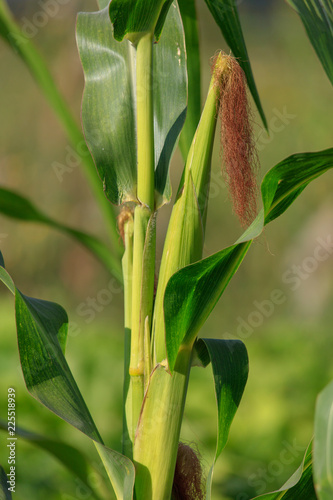 Corn on a plant in the garden