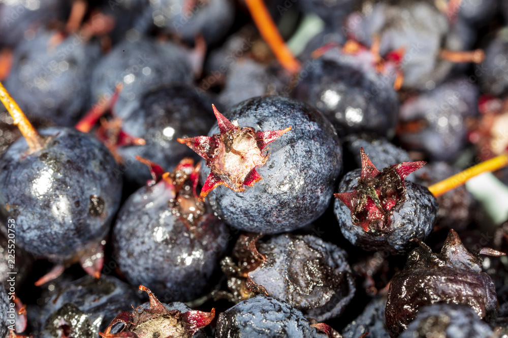 Amelancher ripe berries as a background Amelancher ripe berries as a background