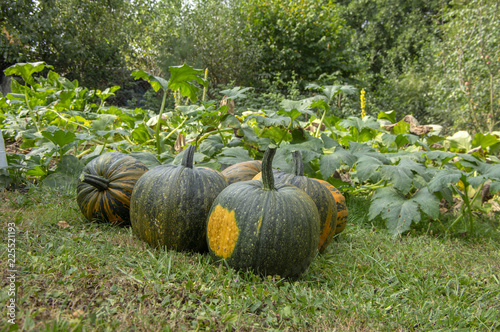 Cucurbita pepo oleifera in the grass, group of vegetables