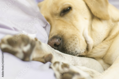.The dog breed Labrador sleeps sweetly on the bed.Close-up