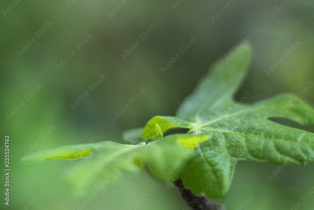 green leaf of treetop background green leaf of treetop background