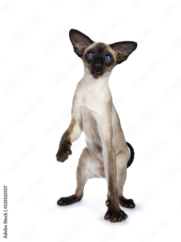 Excellent seal point Siamese cat kitten sitting / playing standing side ways / front view  looking besidelense, isolated on white background and one paw liftes in air