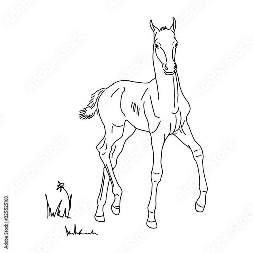 Vector illustration. Colt in the meadow.