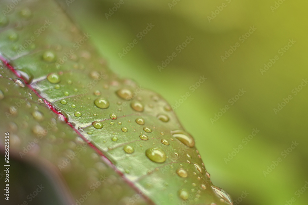 green leaf of treetop background green leaf of treetop background
