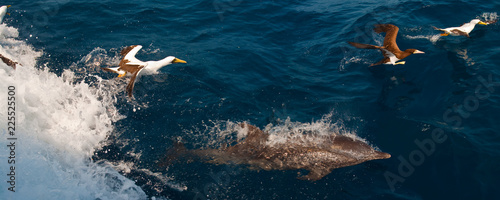 oiseaux et dauphins