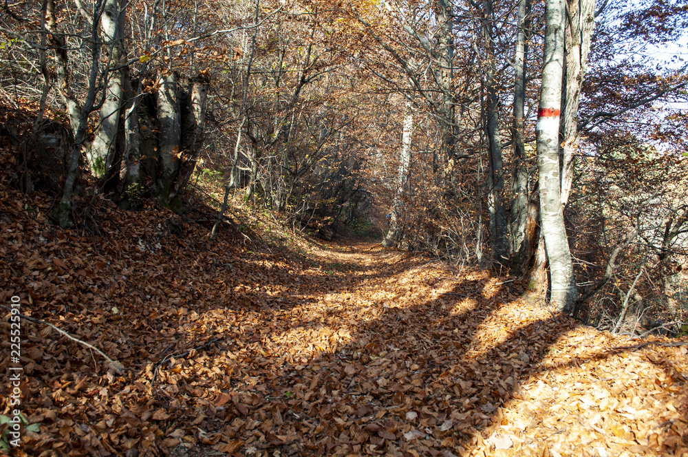 Beautiful autumn forest landscape Beautiful autumn forest landscape