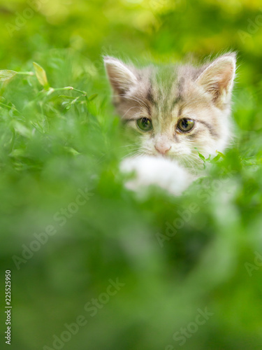 Portrait of a kitten in green grass