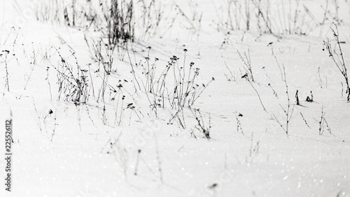 Fotografija Dry grass in the snow in winter