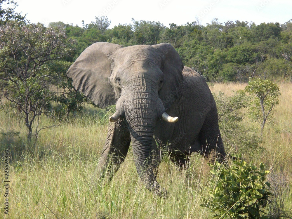 Fototapeta premium Südafrika, Elefant